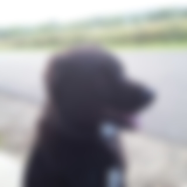 Buddy (62) aus Varmissen