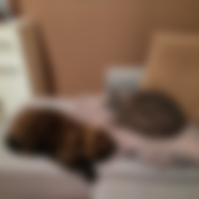 CatLady79 (46) aus München