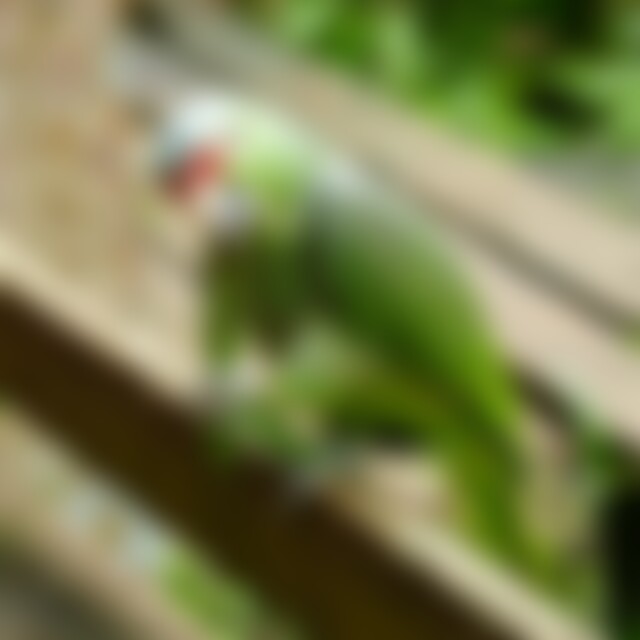 DynamoWolle (59) aus Mönchengladbach